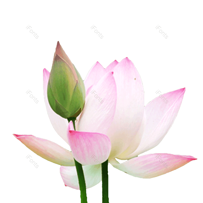 夏至图片,荷花元素,夏天PNG,花卉免抠素材